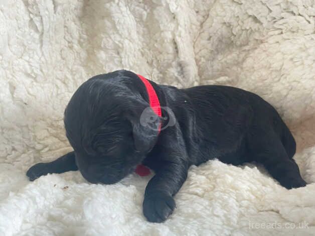 4 perfect cockapoo puppies for sale in Clacton-On-Sea, Essex - Image 5