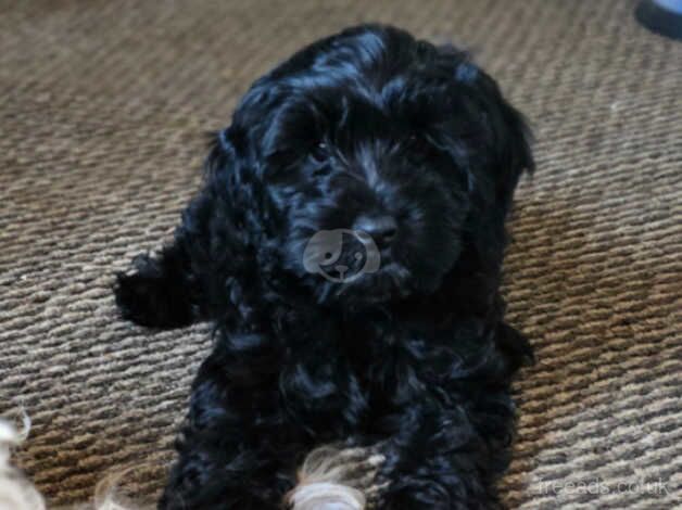 4 stunning black f2 cockapoo pups left ready to go for sale in Skegness, Lincolnshire