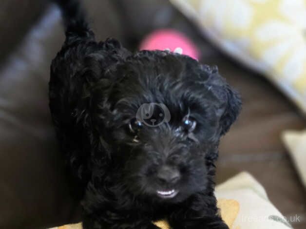 4 stunning black f2 cockapoo pups left ready to go for sale in Skegness, Lincolnshire - Image 3