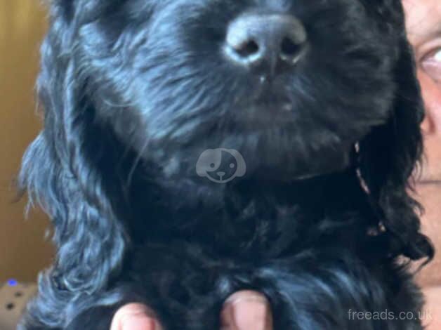 4 stunning black f2 cockapoo pups left ready to go for sale in Skegness, Lincolnshire - Image 4