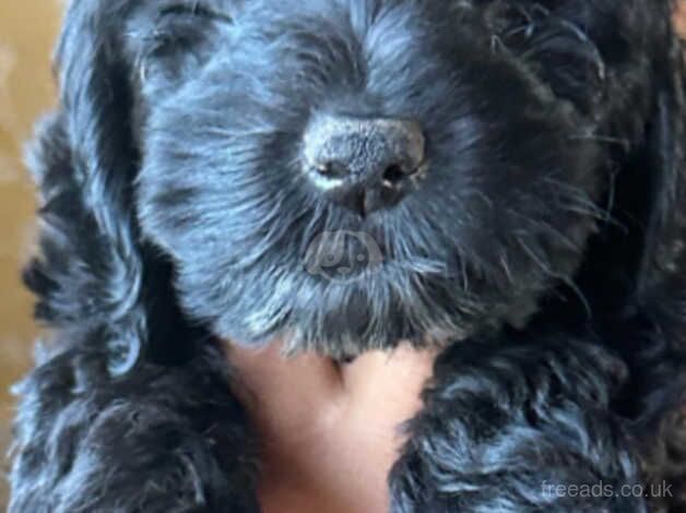 4 stunning black f2 cockapoo pups left ready to go for sale in Skegness, Lincolnshire - Image 5