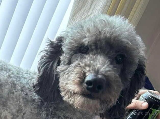 4 year old cockapoo for sale in Middlesbrough, North Yorkshire