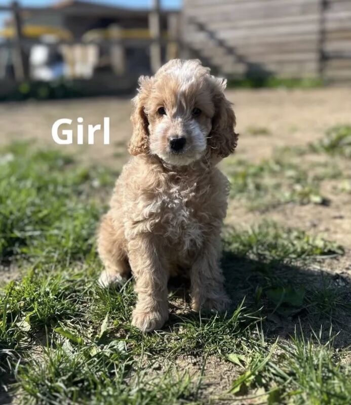 5 beautiful Cockapoo for sale in Upwell, Norfolk