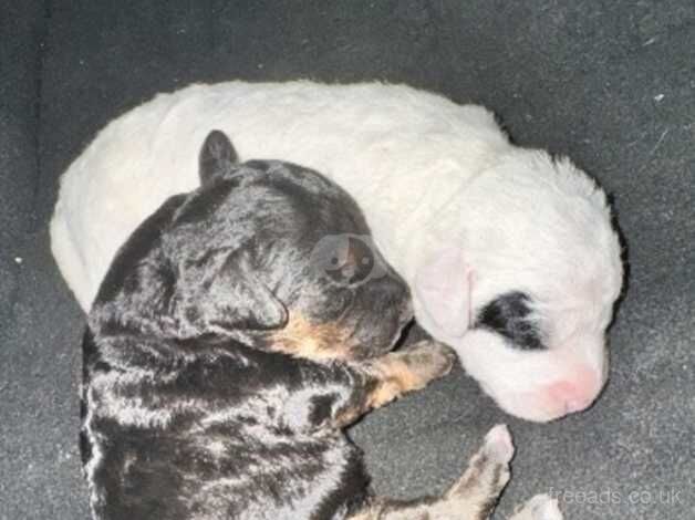 5 Beautiful Cockapoo puppies. for sale in Canterbury, Kent - Image 3