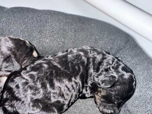 5 Beautiful Cockapoo puppies. for sale in Canterbury, Kent - Image 5