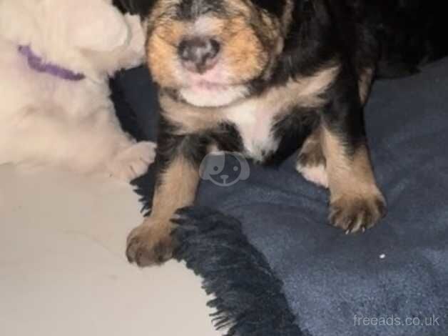 5 Beautiful Cockapoo puppies for sale in Canterbury, Kent - Image 2