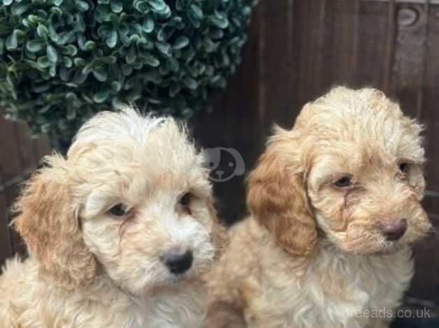 5 beautiful F1 cockapoo puppies for sale in Hemlington, North Yorkshire