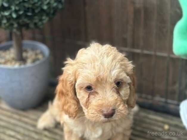 5 beautiful F1 cockapoo puppies for sale in Hemlington, North Yorkshire - Image 2