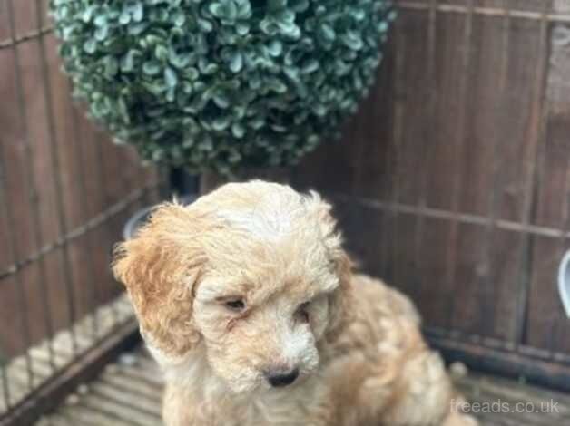 5 beautiful F1 cockapoo puppies for sale in Hemlington, North Yorkshire - Image 3