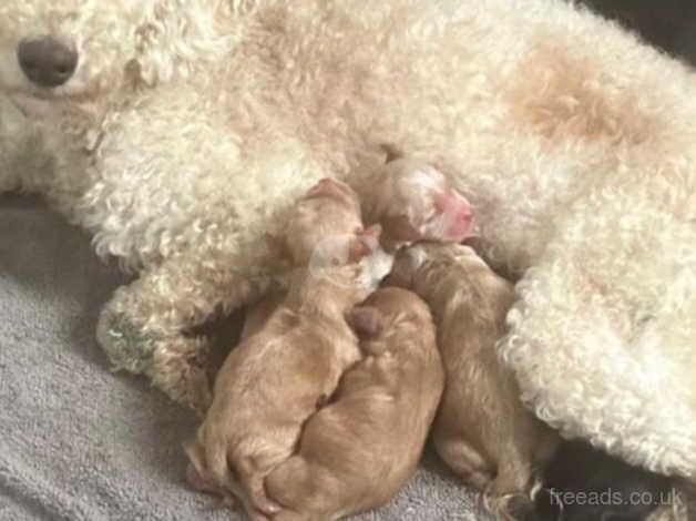 5 beautiful F1 cockapoo puppies for sale in Hemlington, North Yorkshire - Image 4