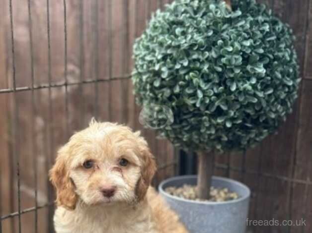 5 beautiful F1 cockapoo puppies for sale in Hemlington, North Yorkshire - Image 5