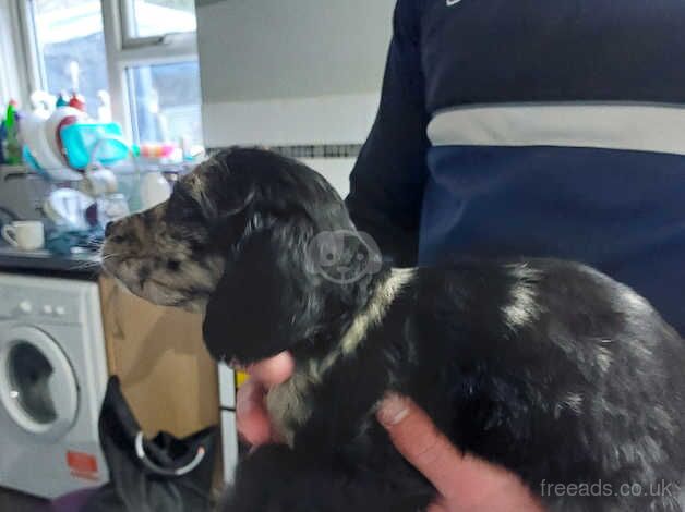 4 boys and 1 black girl cockapoos ready for there forever homes for sale in Tredegar, Blaenau Gwent - Image 1