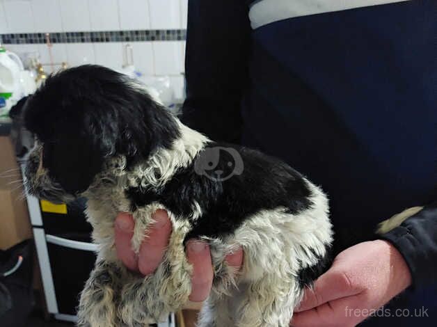 4 boys and 1 black girl cockapoos ready for there forever homes for sale in Tredegar, Blaenau Gwent - Image 2