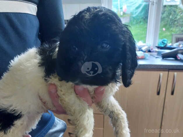 4 boys and 1 black girl cockapoos ready for there forever homes for sale in Tredegar, Blaenau Gwent - Image 3