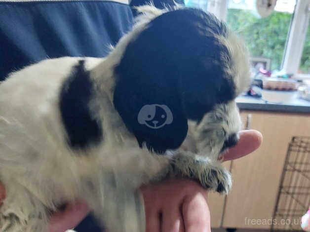 4 boys and 1 black girl cockapoos ready for there forever homes for sale in Tredegar, Blaenau Gwent - Image 4