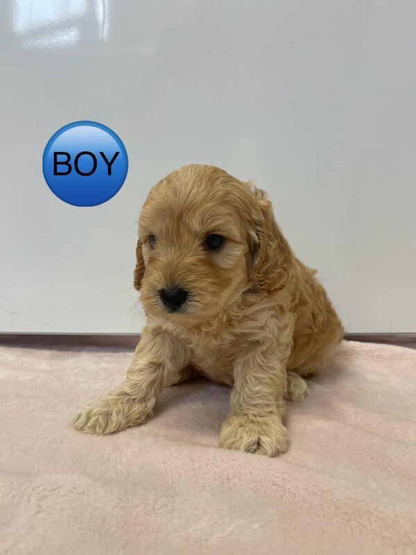 5 Cockapoo puppies for sale in Crieff, Perth and Kinross