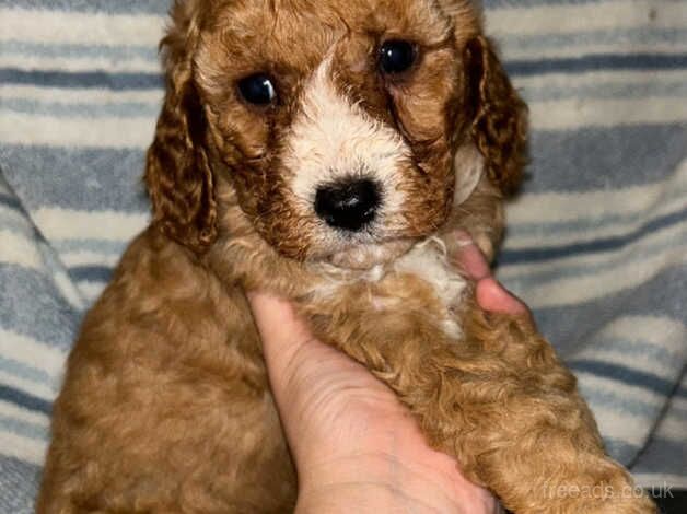 5 F1b cockapoo puppies for sale in Bromley, Bromley, Greater London