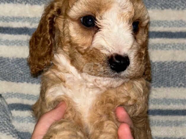 5 F1b cockapoo puppies for sale in Bromley, Bromley, Greater London - Image 2