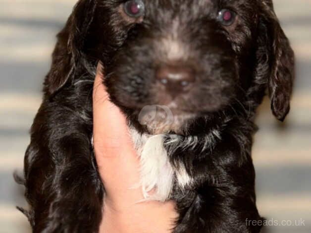 5 F1b cockapoo puppies for sale in Bromley, Bromley, Greater London - Image 3