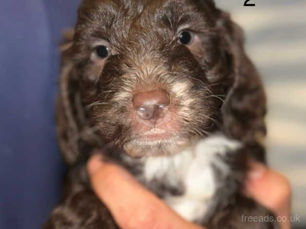 Cockapoo Puppies for sale