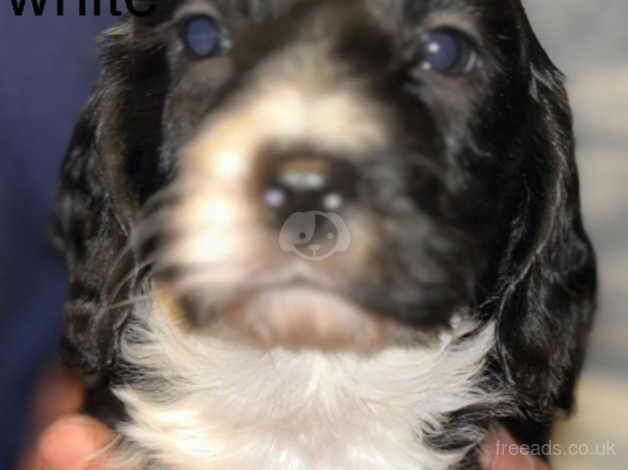 5 F1b cockapoo puppies for sale in Bromley, Bromley, Greater London - Image 5