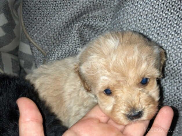 5 f1b cockapoo puppy's for sale in Lancaster, Lancashire