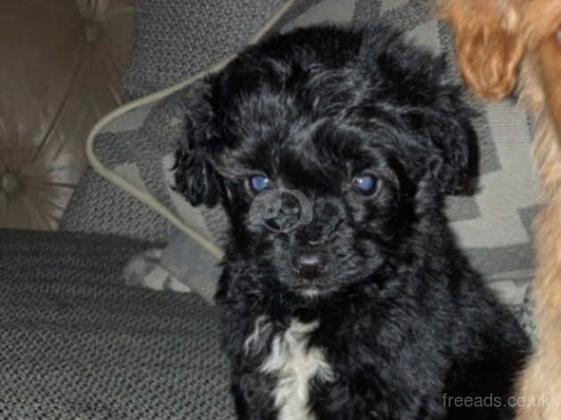 5 f1b cockapoo puppy's for sale in Lancaster, Lancashire - Image 2