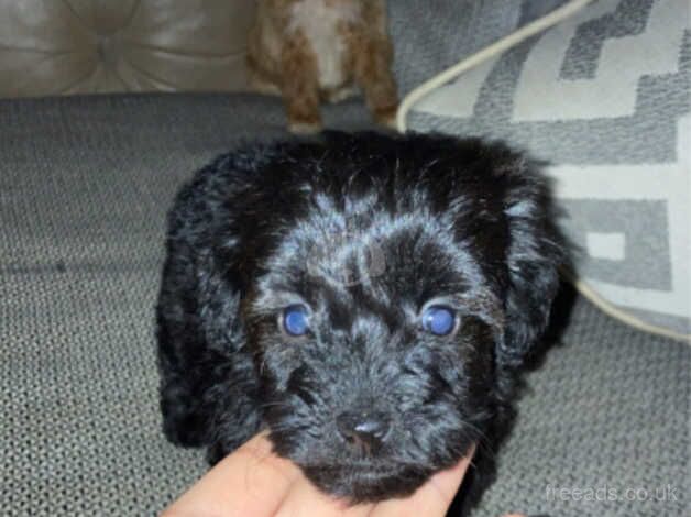 5 f1b cockapoo puppy's for sale in Lancaster, Lancashire - Image 3