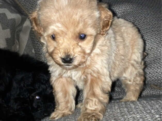 5 f1b cockapoo puppy's for sale in Lancaster, Lancashire - Image 4