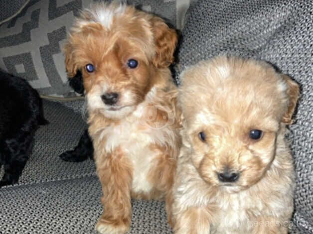 5 f1b cockapoo puppy's for sale in Lancaster, Lancashire - Image 5