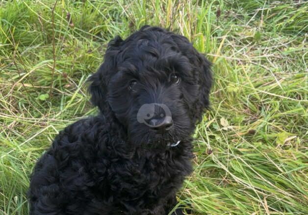 5 month old cockapoo 