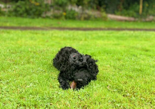 5 month old cockapoo 