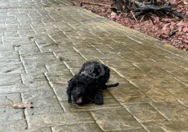 5 month old cockapoo 