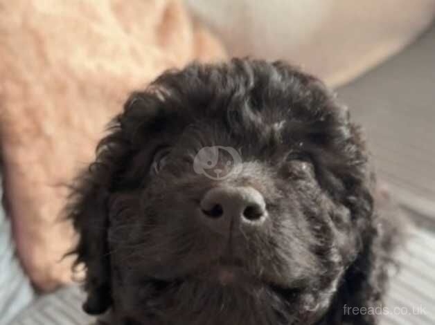 5 month old female cockapoo for sale in Argyll and Bute