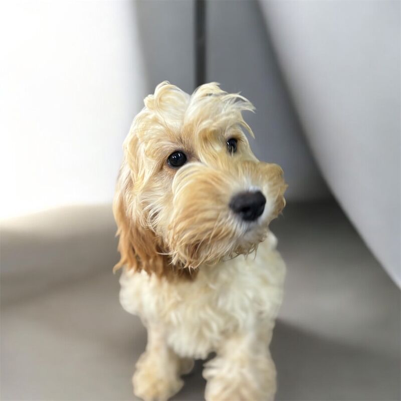 Cockapoo Puppies for sale