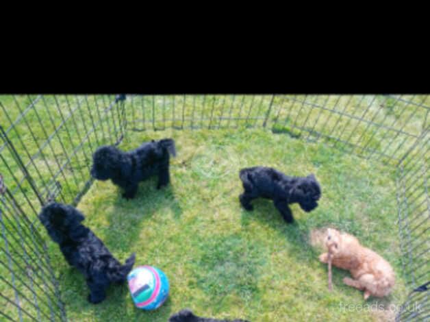 5 stunning cockapoos for sale(2 available) for sale in Knaresborough, Yorkshire - Image 3