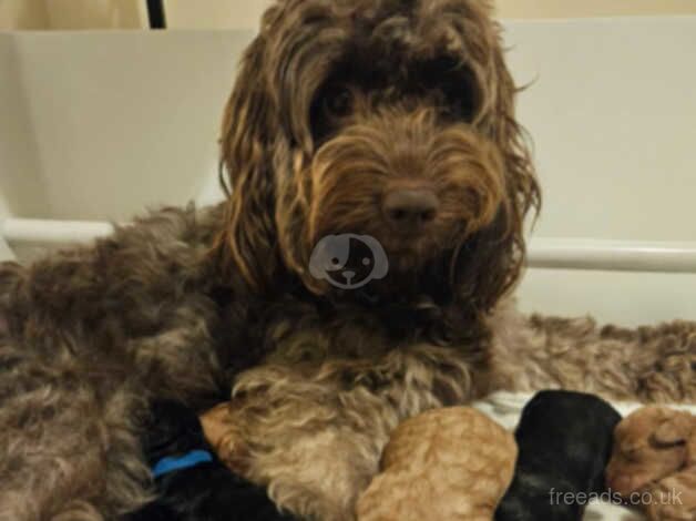 5 week old cockapoo puppies for sale in Lytham St Anne's, Lancashire - Image 1