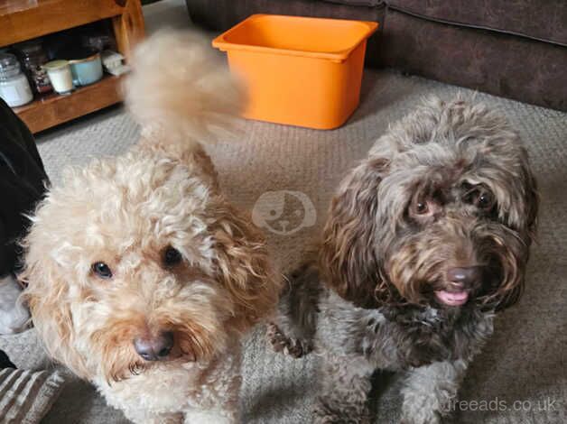 5 week old cockapoo puppies for sale in Lytham St Anne's, Lancashire - Image 2