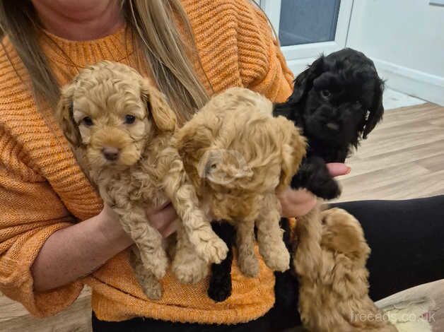 Cockapoo Puppies for sale in Lancashire