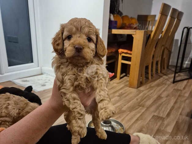 5 week old cockapoo puppies for sale in Lytham St Anne's, Lancashire - Image 4