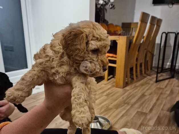 5 week old cockapoo puppies for sale in Lytham St Anne's, Lancashire - Image 5