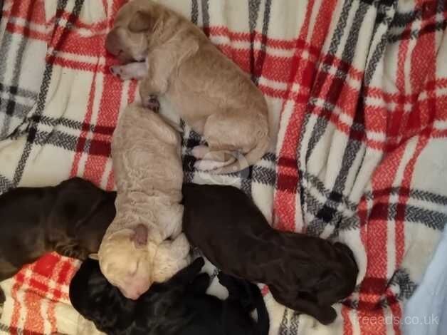 5 week old cockapoos for sale in Wrexham - Image 1