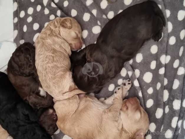 5 week old cockapoos for sale in Wrexham - Image 2