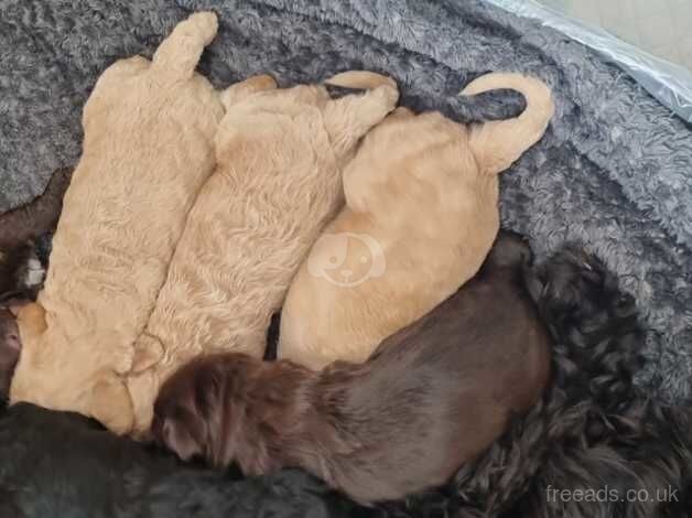 5 week old cockapoos for sale in Wrexham - Image 3