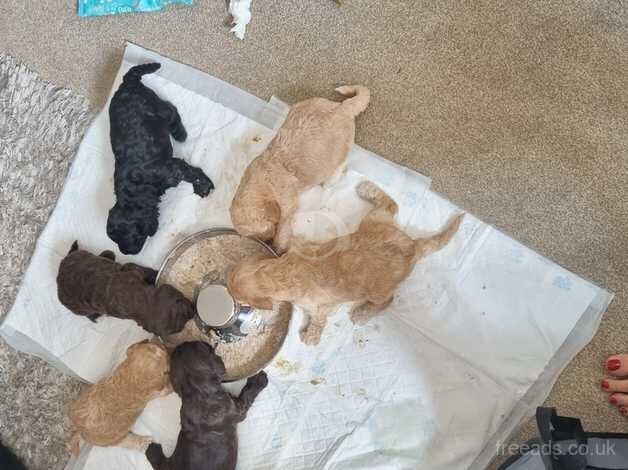 5 week old cockapoos for sale in Wrexham - Image 4