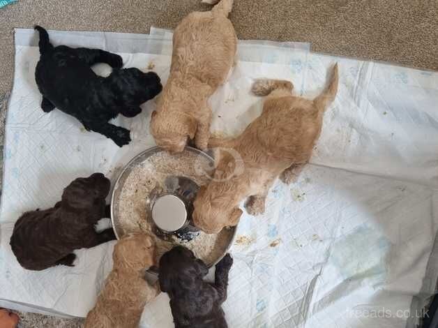 5 week old cockapoos for sale in Wrexham - Image 5