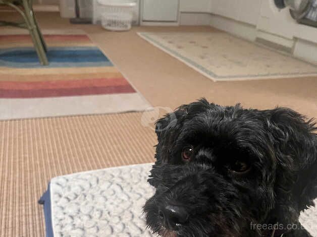 5 year old Cockapoo needs forever home for sale in Hook, Hampshire