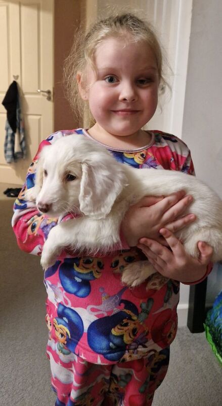 5month old f1b cockapoo for sale in Anerley, Greater London - Image 1