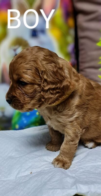 6 beautiful apricot Cockapoos for sale!!!! for sale in Loughborough, Leicestershire - Image 2