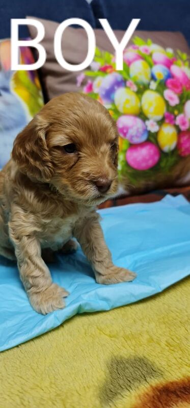 6 beautiful apricot Cockapoos for sale!!!! for sale in Loughborough, Leicestershire - Image 3